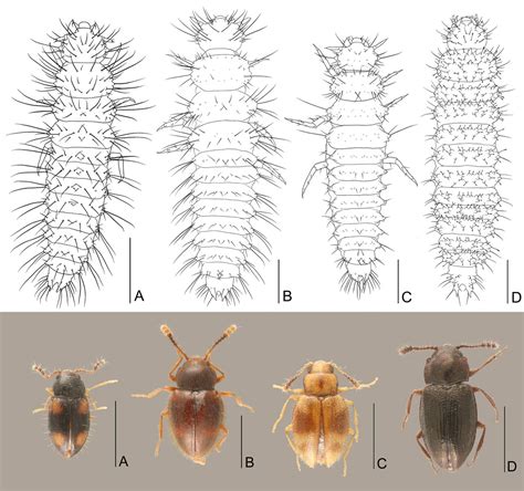 Peculiar behavior of the beetle Toramus larvae, carrying their exuviae