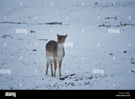 Baby deer in snow Stock Photo - Alamy