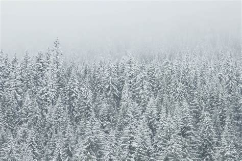 Snow Covered Trees Wallpaper, Super Snow Covered Trees, #28370