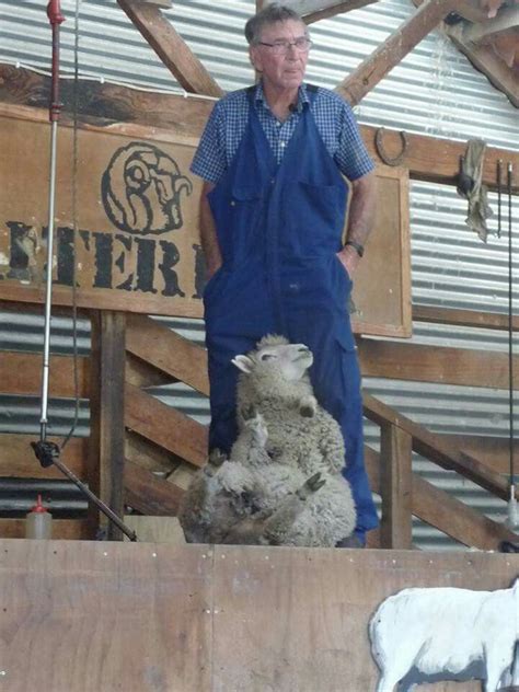 Sheep shearing in New Zealand | Sheep shearing, Sheep, Shearing