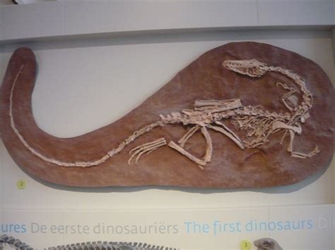 Coelophysis skeleton - ZooChat