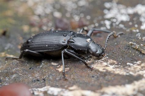 10 Biggest Beetle Families in North America