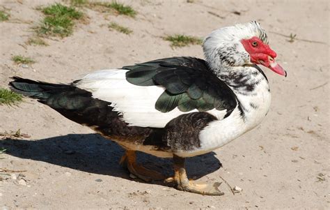 Imagens da vida animal: Pato-mudo (Cairina moschata)