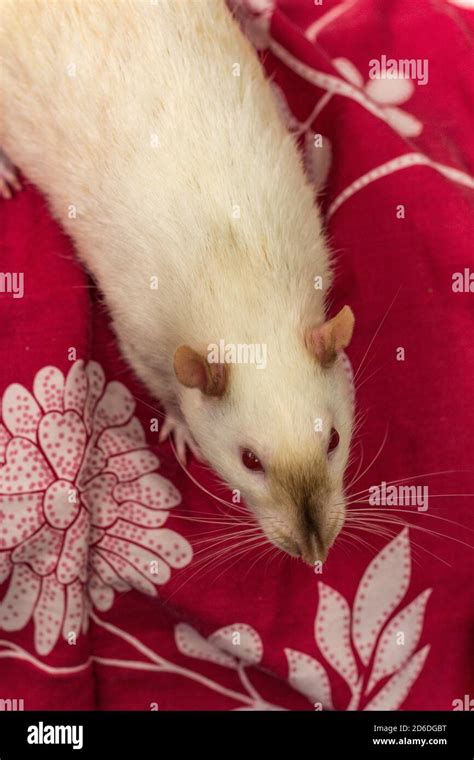 Fancy pet siamese rat exploring sofa indoors Stock Photo - Alamy