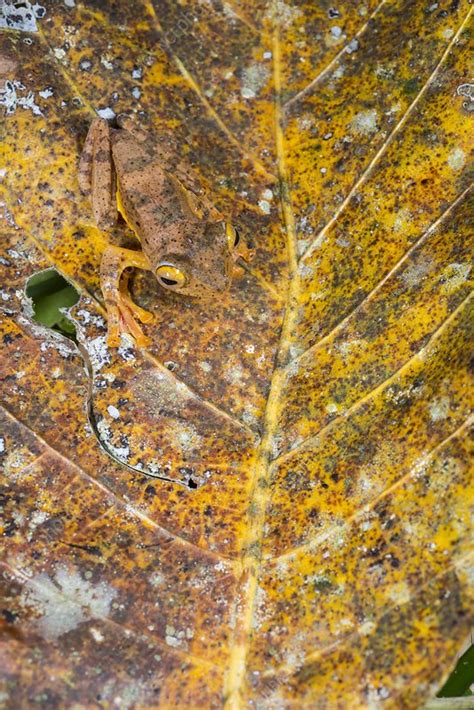 Harlequin tree frog camouflage on leaf, Borneo - Stock Image - C038 ...