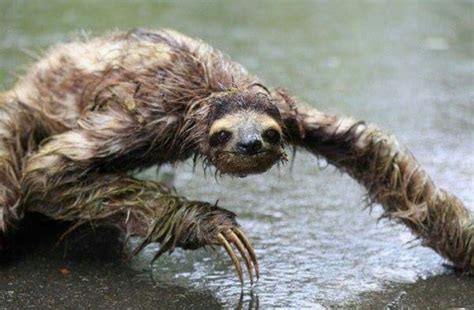 10 incredible facts about the sloth - The Sloth Conservation Foundation