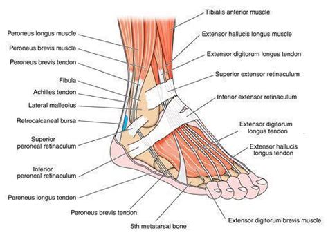 Diagram Of Tendons And Ligaments