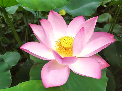 Lotus flower - www.glwec.in