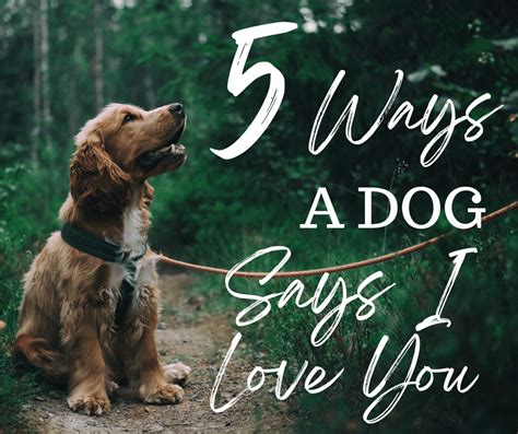 5 Ways A Dog Says I Love You – AuthenticECD