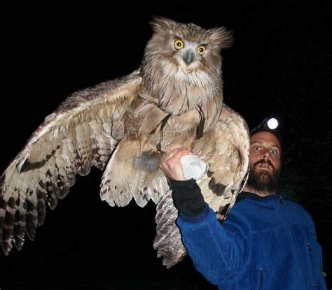 Blakiston's Fish Owl | Big animals, Animals, Owl