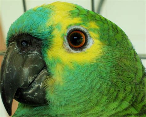 I live in a tropical country... Brazil | Parrot | LoveCats2006 | Flickr