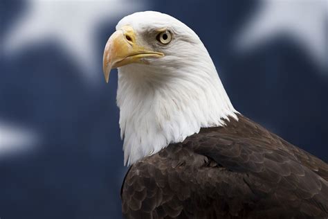 Bald Eagle Facts: Diet, Wingspan, Nests