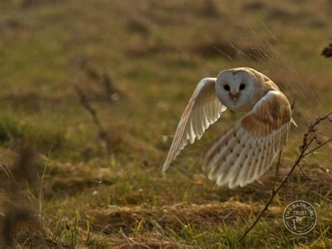 Barn Owl adaptations - The Barn Owl Trust