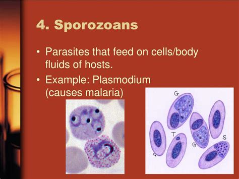 PPT - Kingdom Protista PowerPoint Presentation - ID:3110045