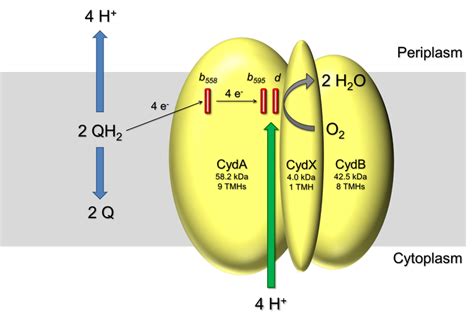 Cytochrome bd ubiquinol oxidase — Institute of Biochemistry ...