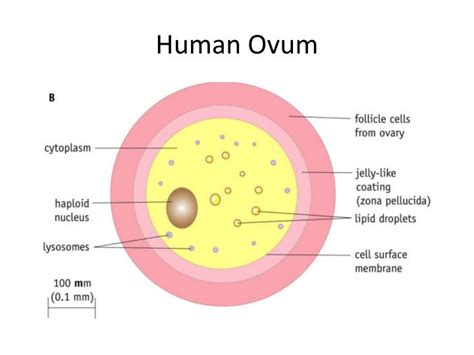 Structure And Function Of The Ovum