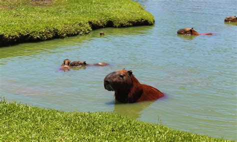 Capybara Location: Where Do Capybaras Live? - A-Z Animals