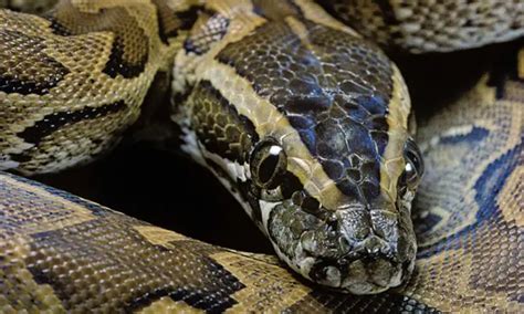 African Rock Python Facts | Anatomy, Diet, Habitat, Behavior - Animals Time