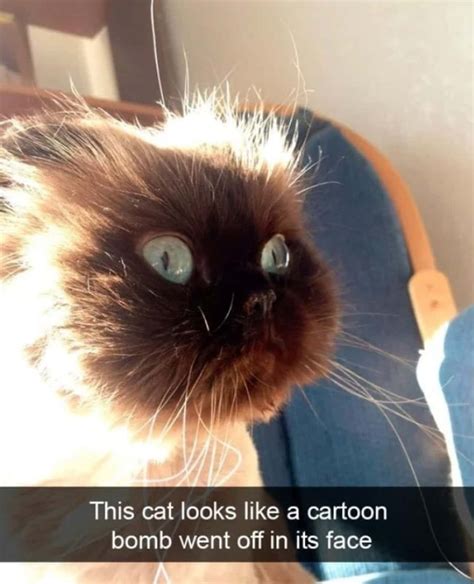 28 Random Cat Memes That May Provide The Perfect Distraction We All ...