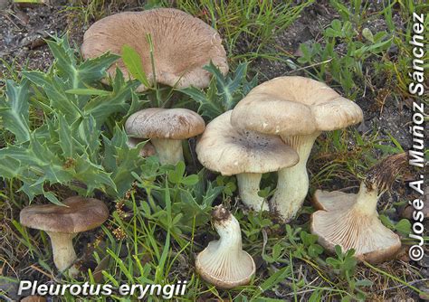 Pleurotus eryngii - Sociedad Micológica Barakaldo