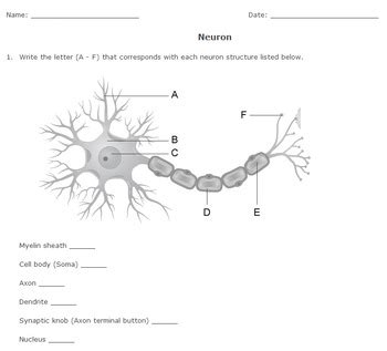 Neuron Diagram Printable Worksheet by Help Teaching | TpT