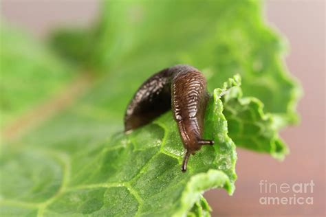 Common Garden Slug Photograph by Ezume Images - Fine Art America