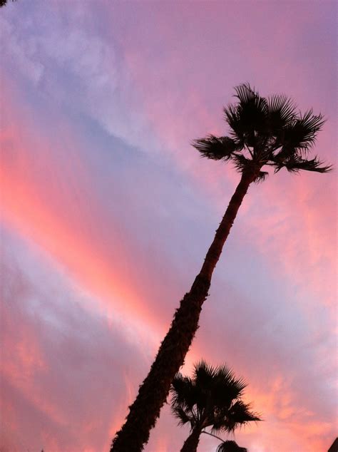 Photo by Zena's Ladish Sunset Palm trees Los Angeles sky Outdoor Oasis ...