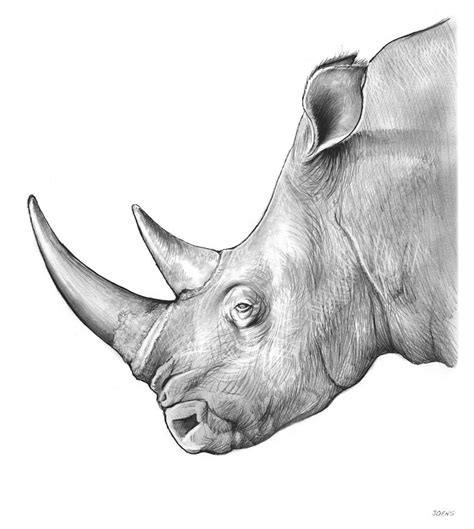 Rhino Drawing by Greg Joens