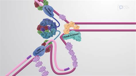 The Replisome Components and the Trombone Model | Cell Biology | JoVe