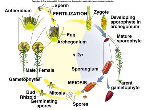 Pinophyta Life Cycle