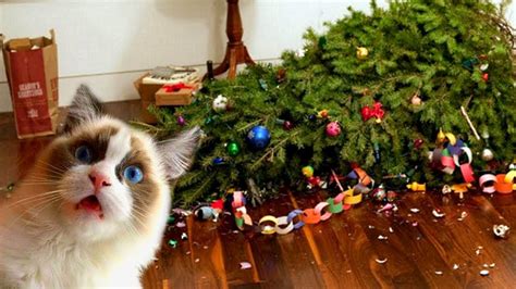 Funny Cats Love Christmas Trees Compilation NEW - YouTube