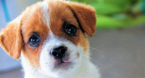 Download Baby Animal Face Cute Dog Animal Puppy Wallpaper