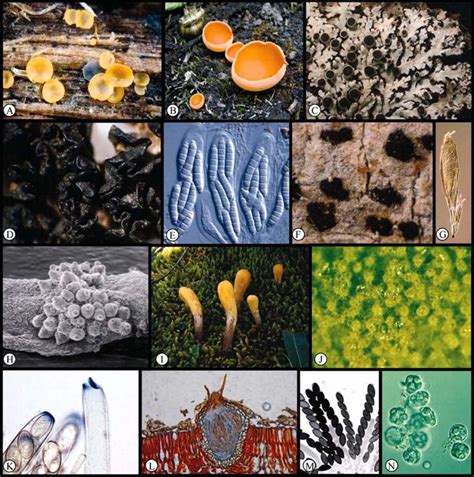 Phylum Ascomycota