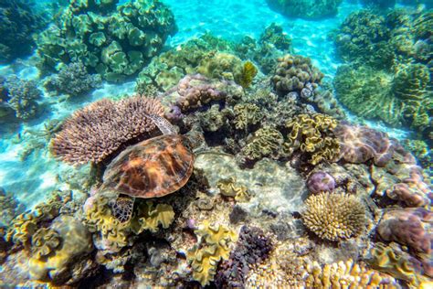 How To Choose A Cairns Reef Tour - Cairns-Tours