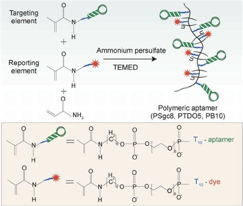 Schematic illustration of polymeric aptamer synthesis. Polymerization ...