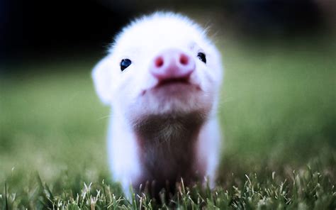 🔥 [50+] Baby Pigs Wallpapers | WallpaperSafari