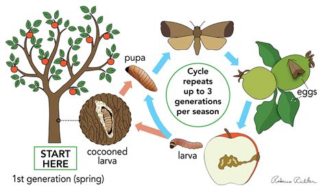 wasp life cycle timeline - Lavern Drayton