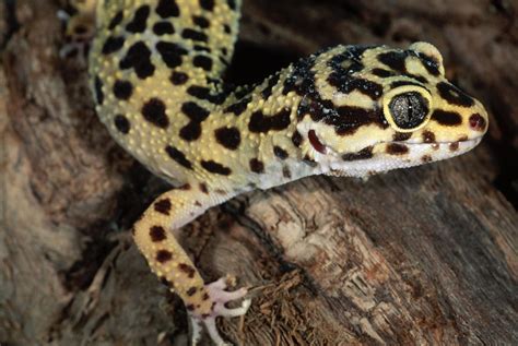 Geckos as Pets - Care Guide and Introduction