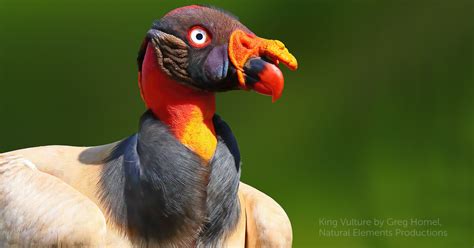 Admire 34 images of King Vultures: Birds possessing smooth plumage ...