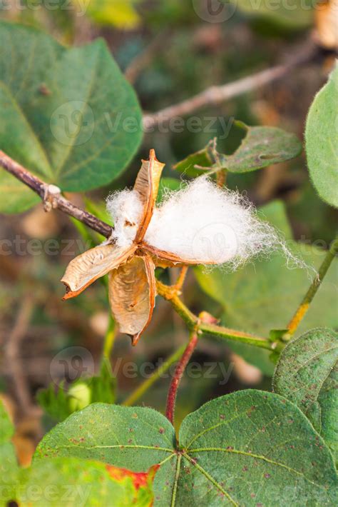 Cotton flower in the cotton flower field.As raw material Apparel ...