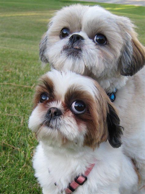 1028 best Shih Tzu pictures images on Pinterest | Animal paintings ...