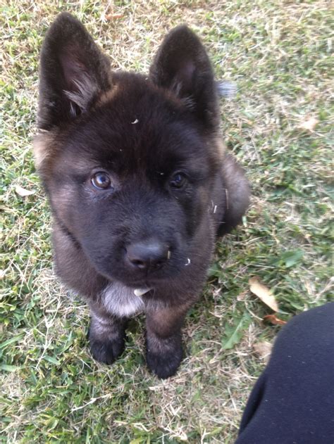 My little Akita/wolf mix!! I love her(: | Wolf Hybrids | Pinterest