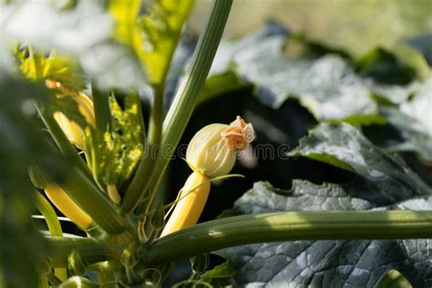 Flower of a Zucchini plant stock image. Image of grow - 123393437