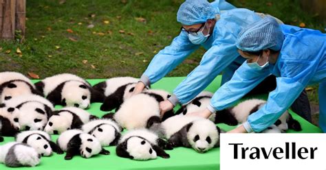 See panda cubs in China at Chengdu Research Base of Giant Panda Breeding