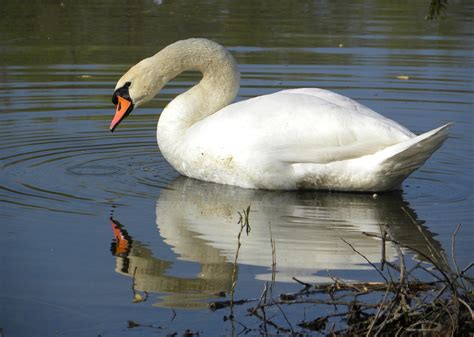 File:Mute Swan (Cygnus olor) - male.jpg - Wikimedia Commons