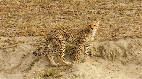 Cheetah cubs at play - Graham Boulnois