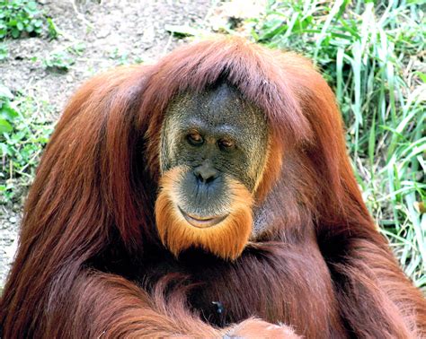 Sumatra-Orang-Utan – Wikipedia