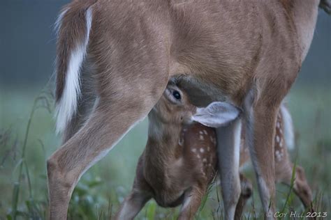 Country Captures: Growing Fast! Whitetail Fawns Nursing