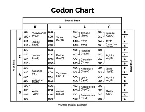 Codon Chart – Free-printable-paper.com