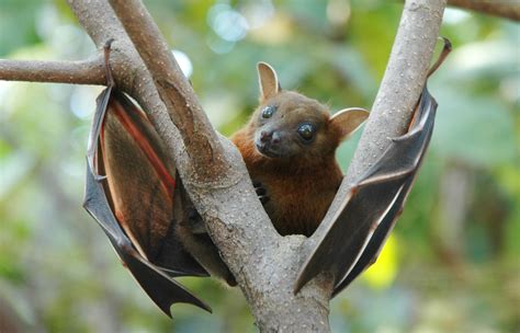 File:Lesser short-nosed fruit bat (Cynopterus brachyotis).jpg ...